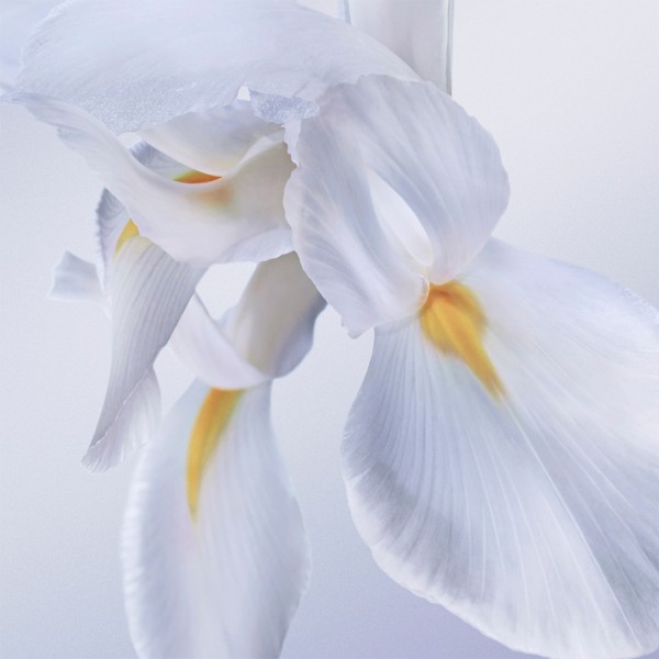 LA VIE EST BELLE ROSE... 2